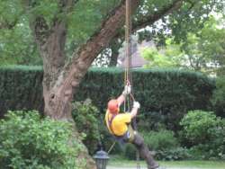 bomen rooien Oirschot